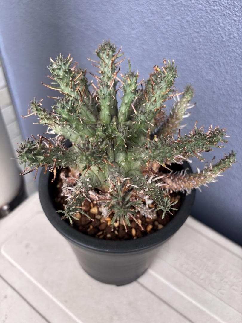 送料無料 発根済み 現地球 超希少種 ユーフォルビア クラシぺス 倶梨伽羅玉