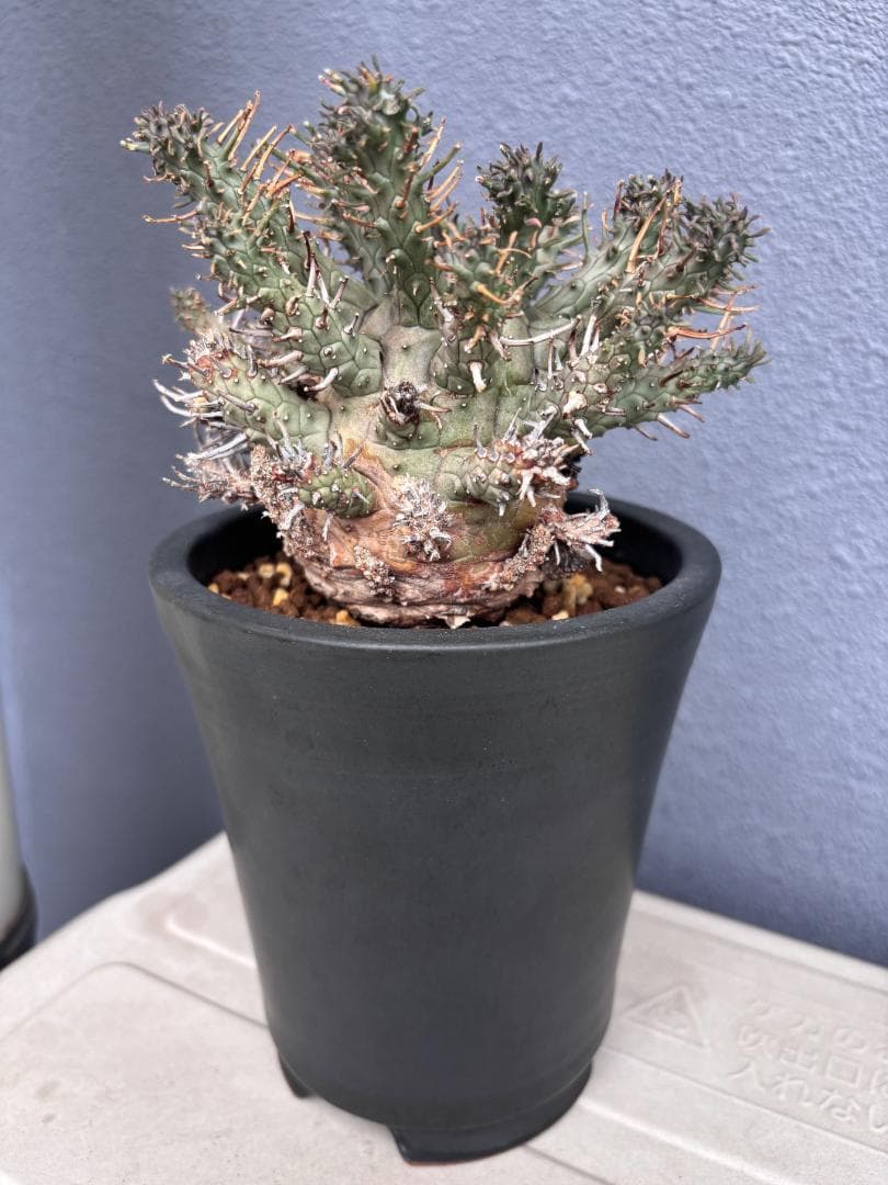 送料無料 発根済み 現地球 超希少種 ユーフォルビア クラシぺス 倶梨伽羅玉