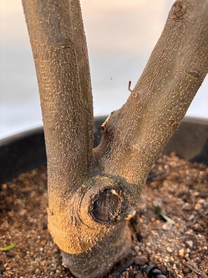 オリーブの木　コロネイキ　約200cm　NO.2061　大型　現品掲載