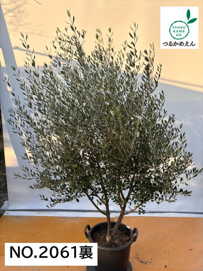 オリーブの木　コロネイキ　約200cm　NO.2061　大型　現品掲載
