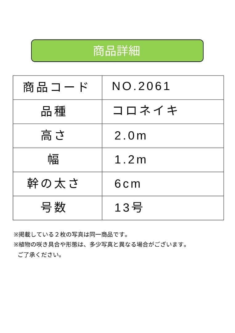 オリーブの木　コロネイキ　約200cm　NO.2061　大型　現品掲載