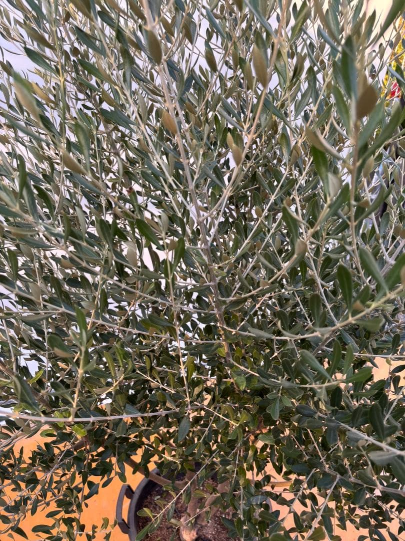 オリーブの木　コロネイキ　約200cm　NO.2061　大型　現品掲載