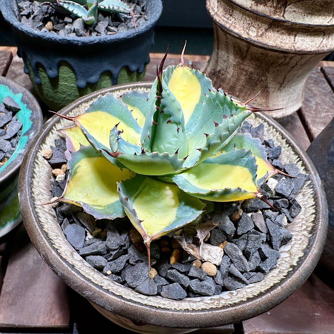 週末値下げ！ アガベ　ラムランナー　美株　希少　aftersoel 鉢付き特価