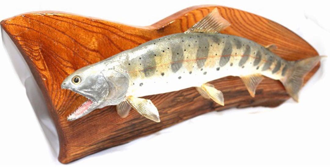 インテリア　渓流魚　山女魚　剥製