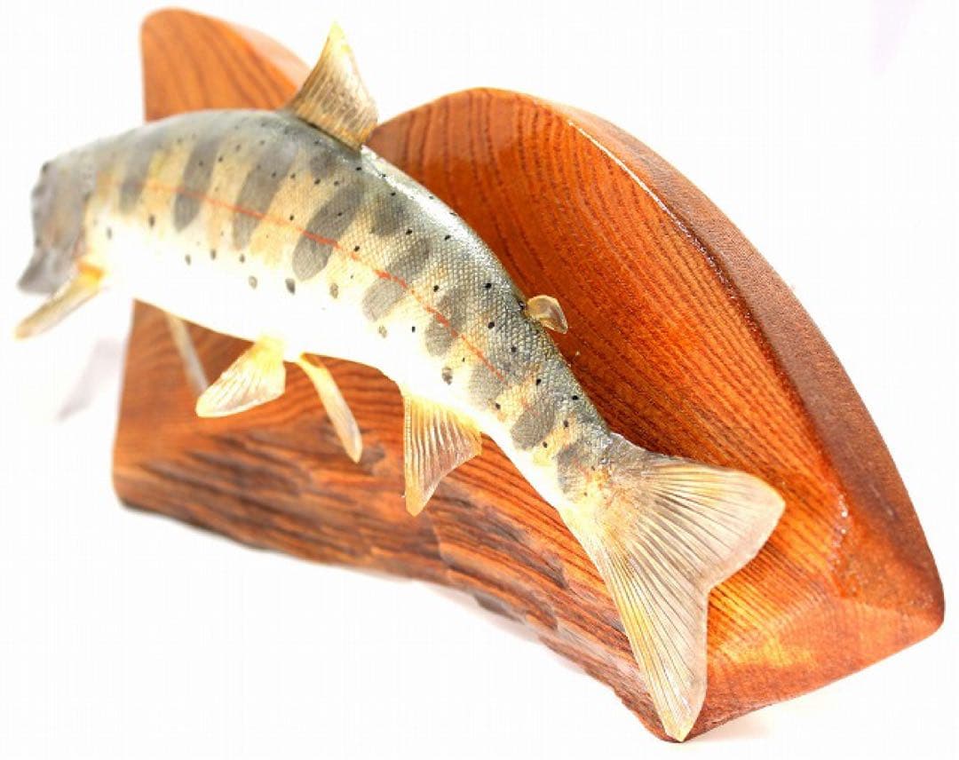 インテリア　渓流魚　山女魚　剥製