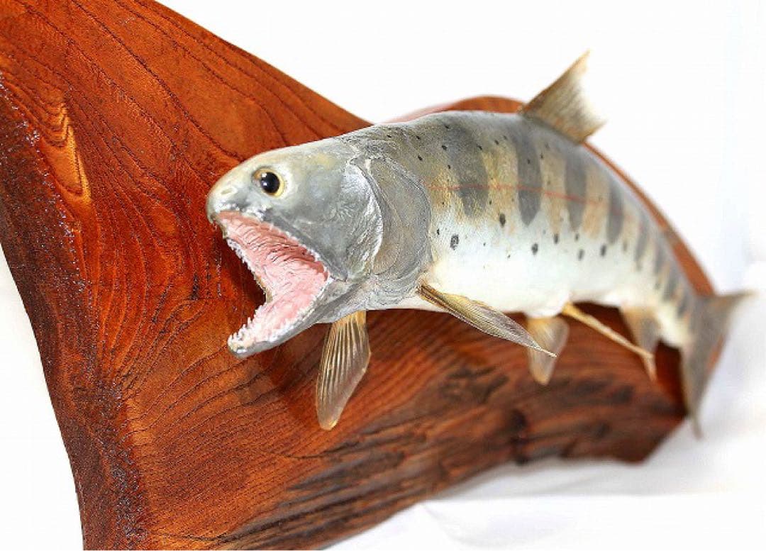 インテリア　渓流魚　山女魚　剥製