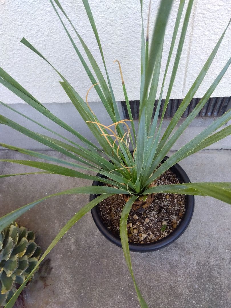 ダシリリオン グラウコフィラム 10号鉢つき 大株❗