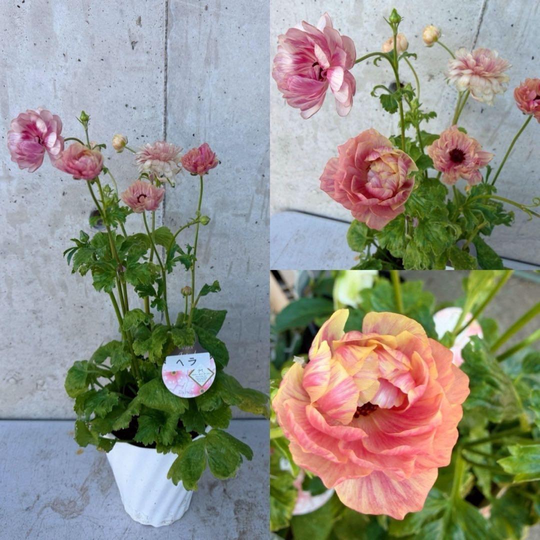 hiroakin様　ラナンキュラスラックス　ヘラ　2鉢