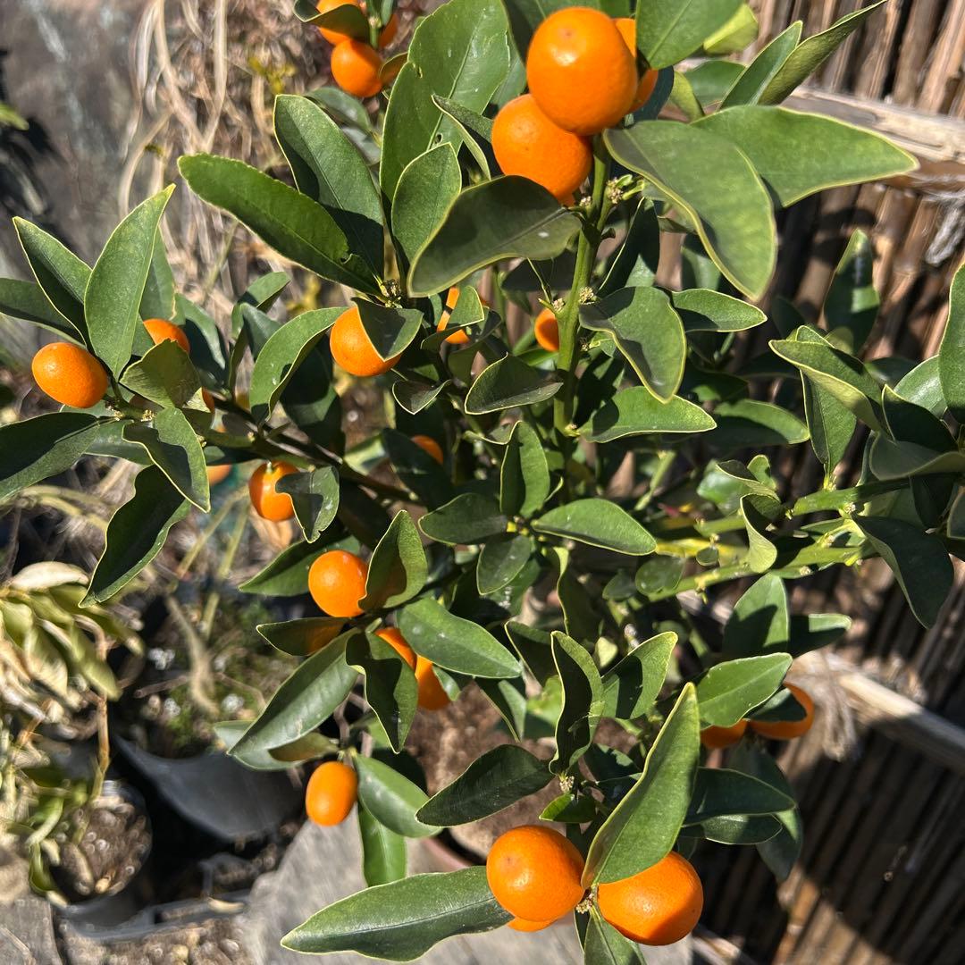 金柑 高さ約1メートル満載のオレンジ果実 - メルカリ