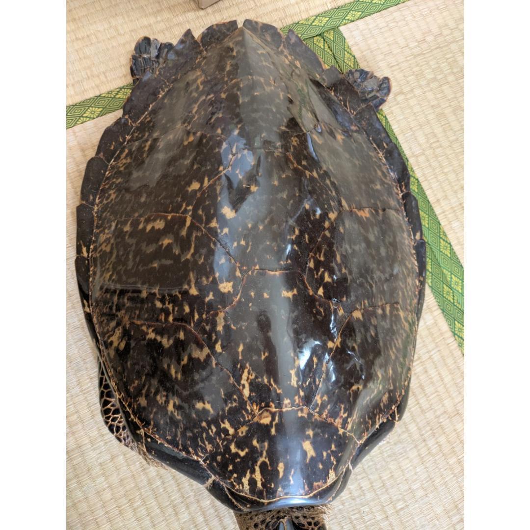 タイマイ（亀 ウミガメ） はく製/剥製 希少野生動植物種登録表あり