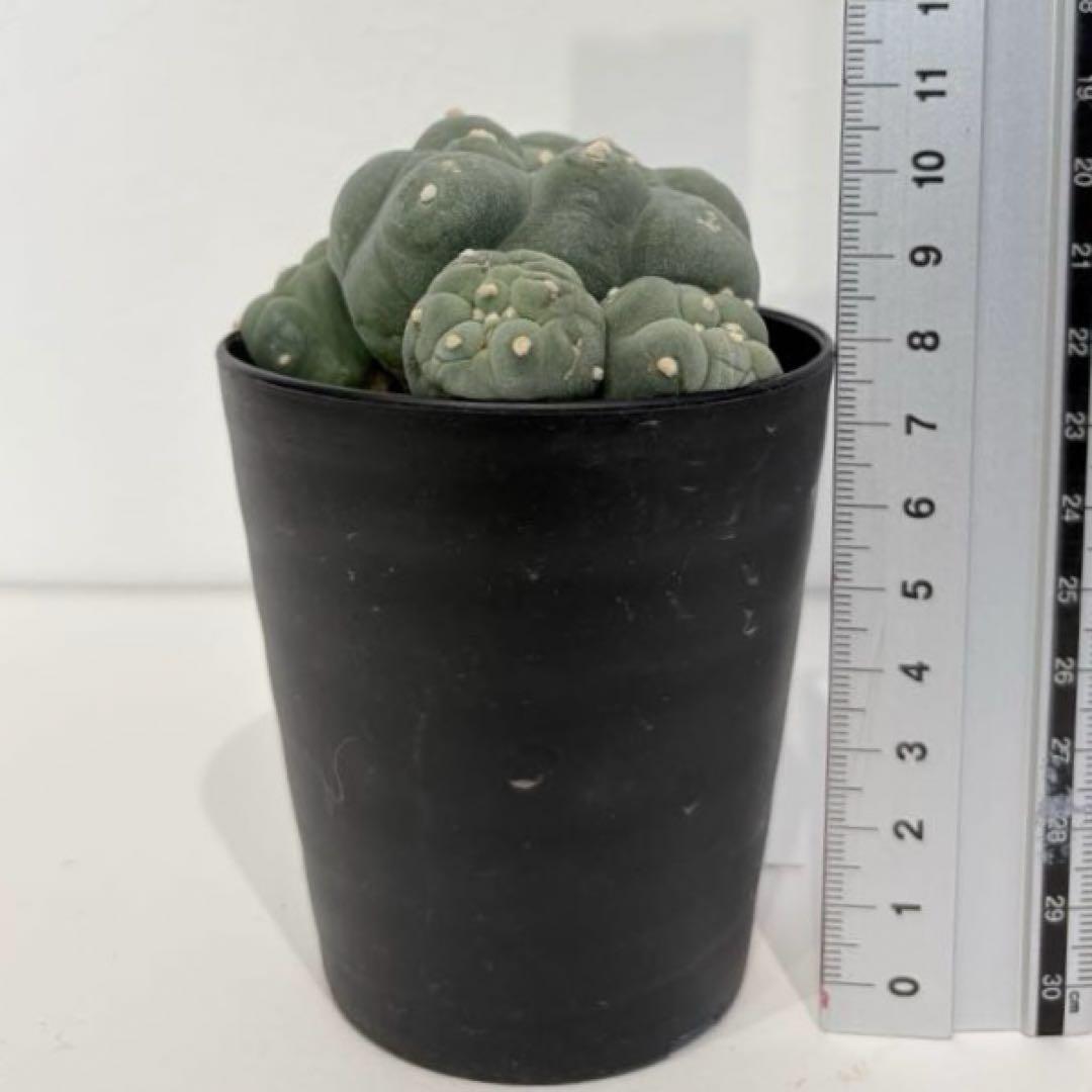 サボテン ロフォフォラ 黒肌疣翠冠玉 - メルカリ