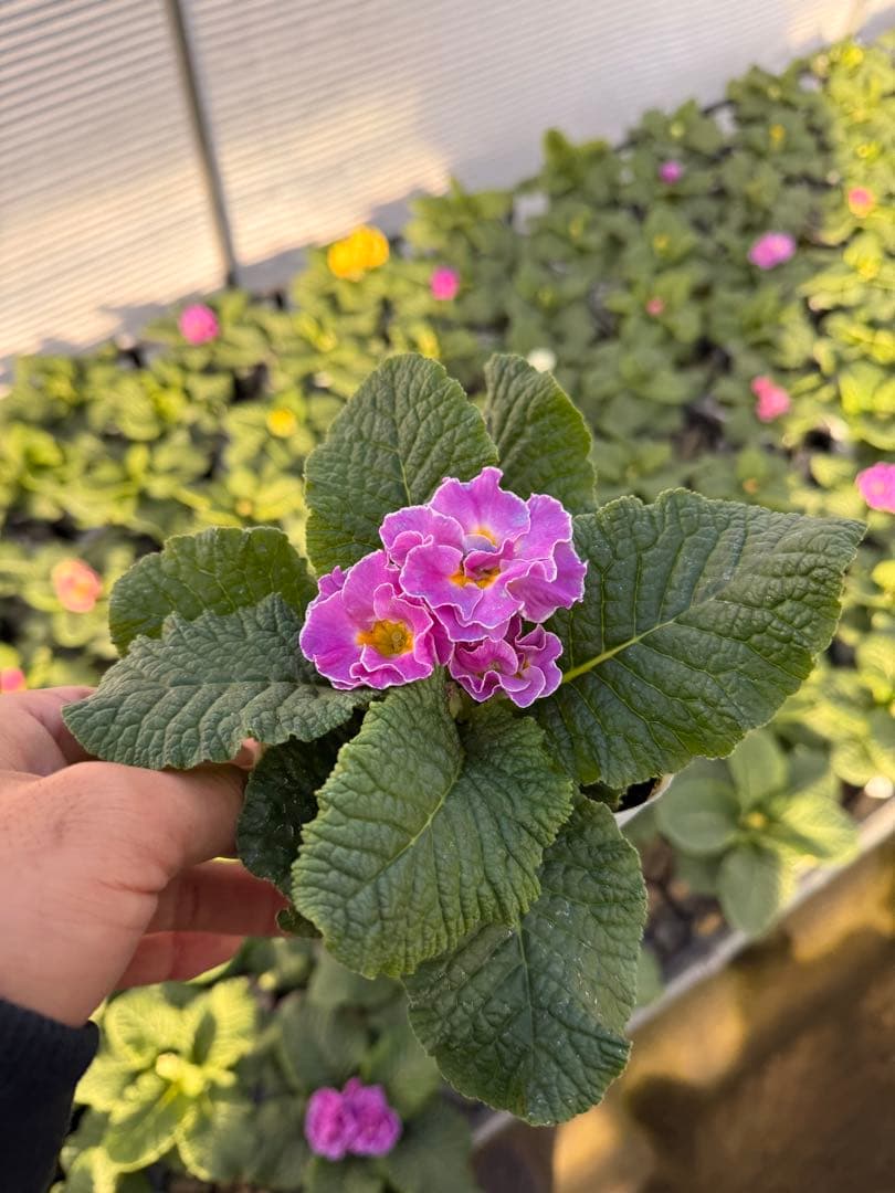 八重プリムラ パラディソダブルシリーズ 10.5cm