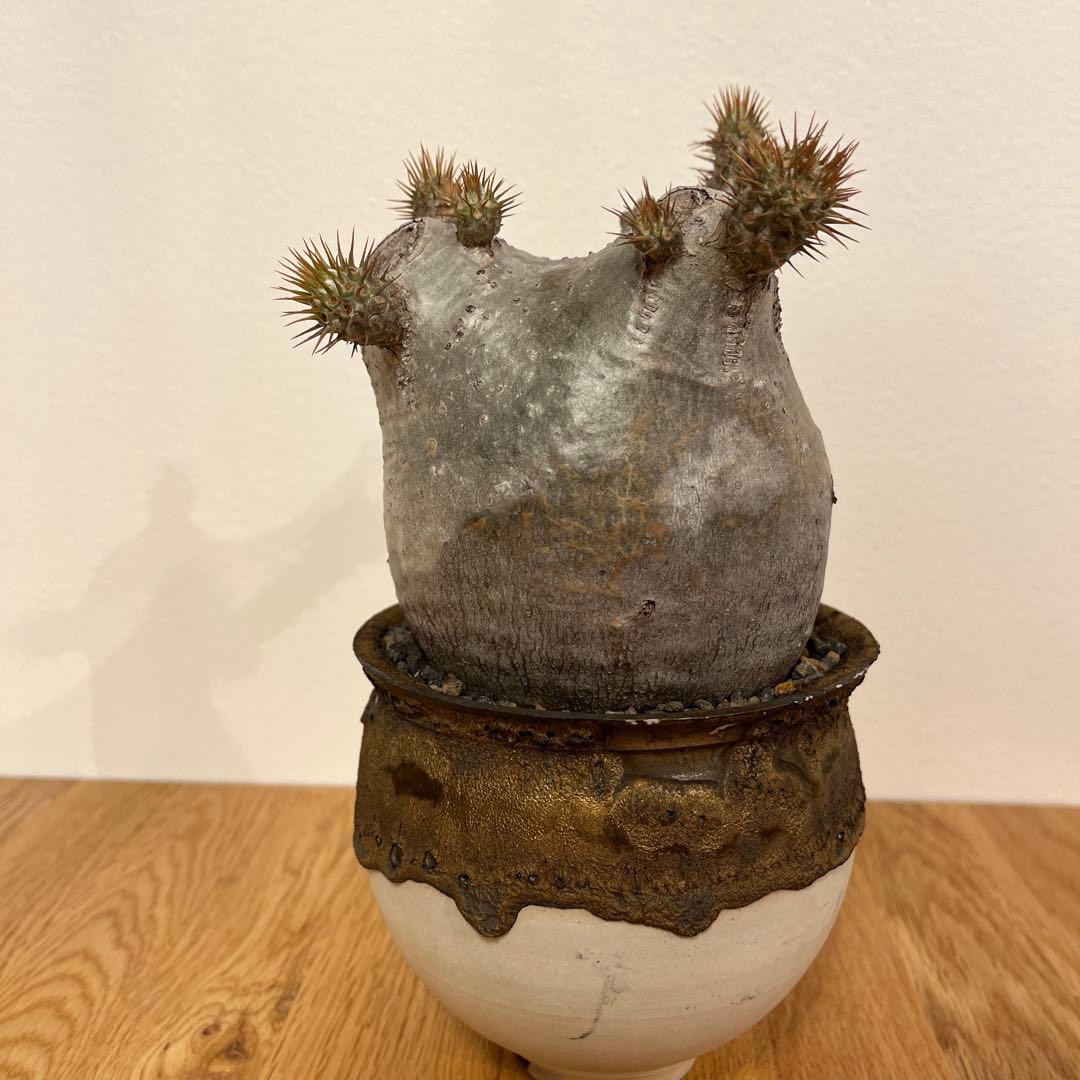 パキポディウム　グラキリス　コレクション株