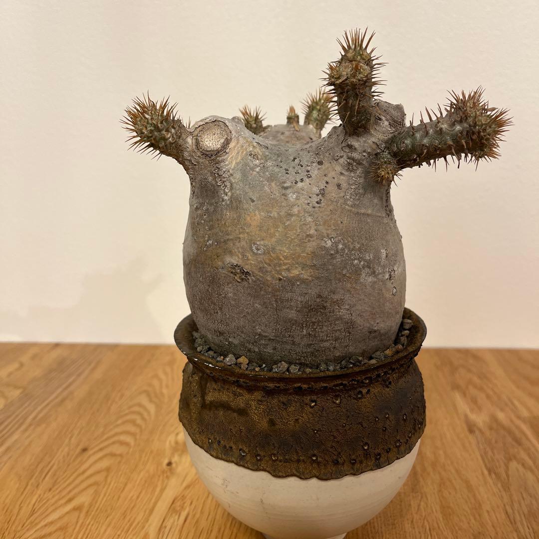 パキポディウム　グラキリス　コレクション株