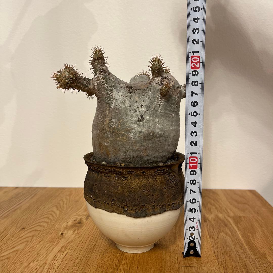 パキポディウム　グラキリス　コレクション株