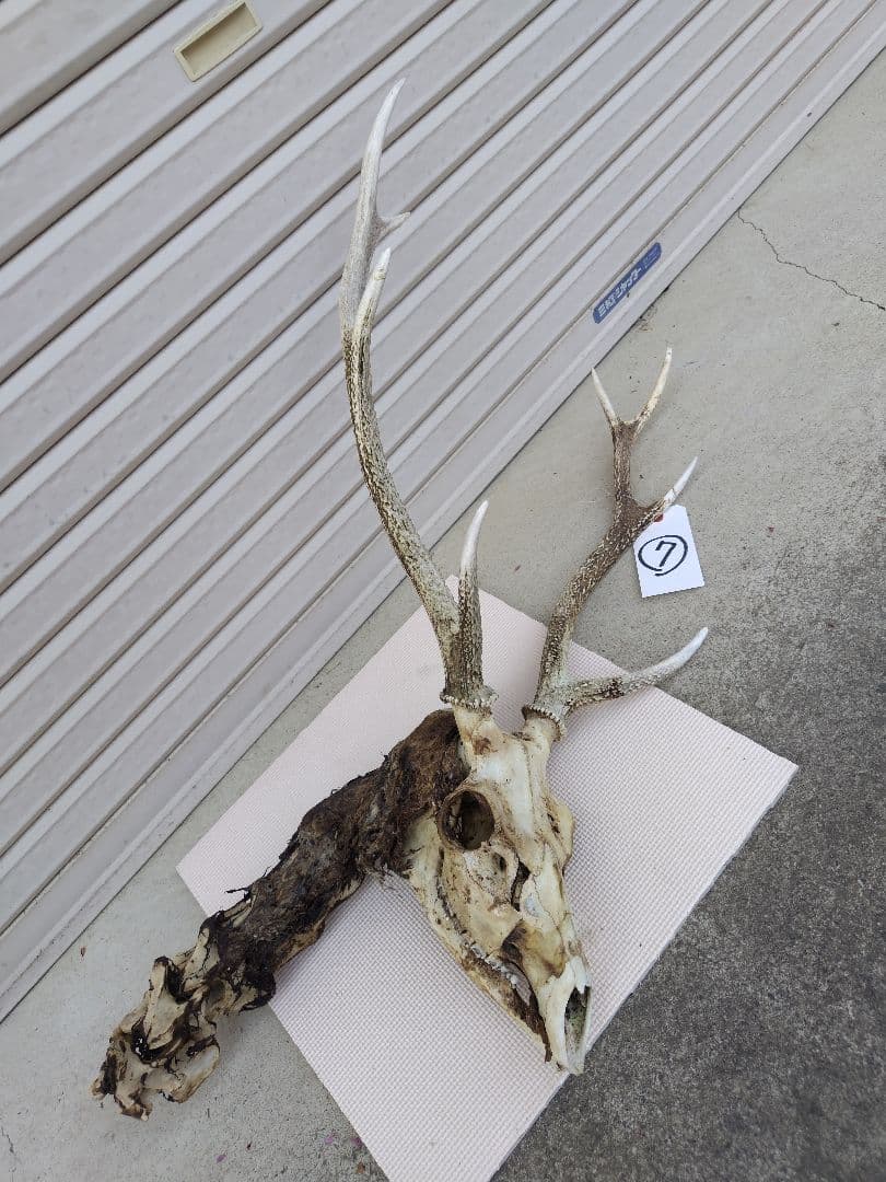 頸付き頭蓋骨 頸椎付き頭蓋骨 鹿の角 No.7 日本鹿 角 壁掛け 匿名