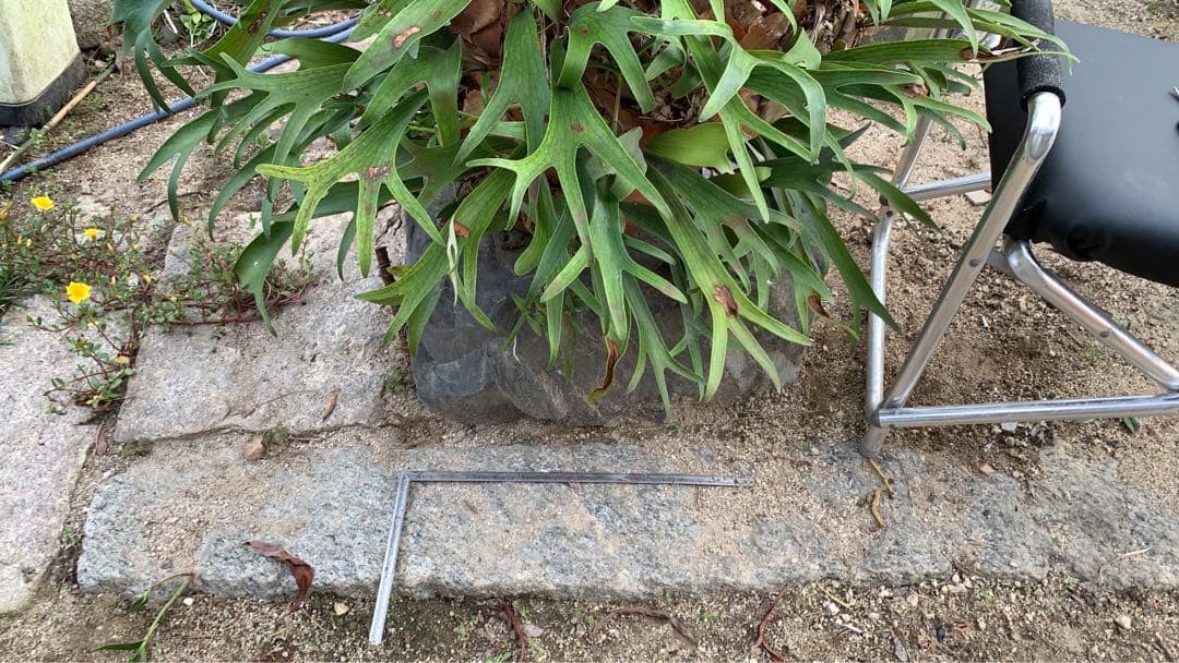 はなはなはなこ