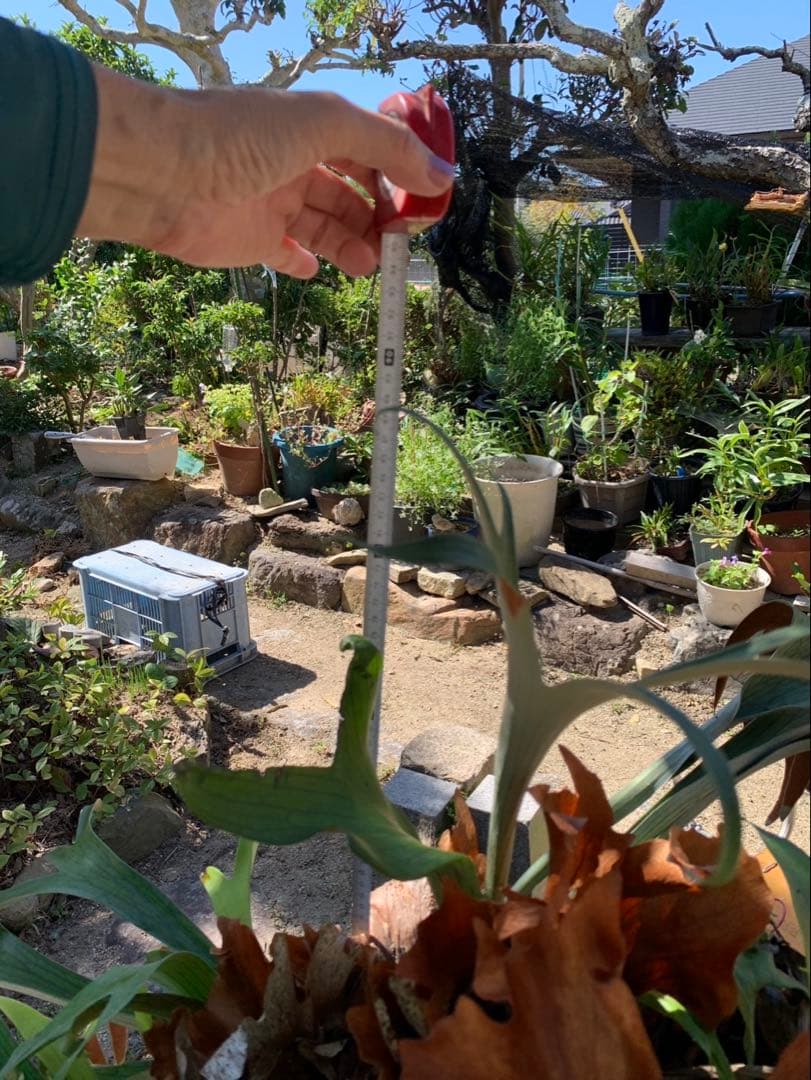 はなはなはなこ