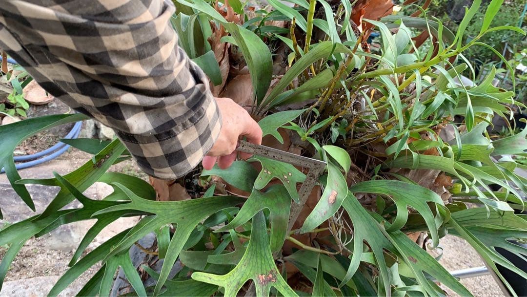 はなはなはなこ