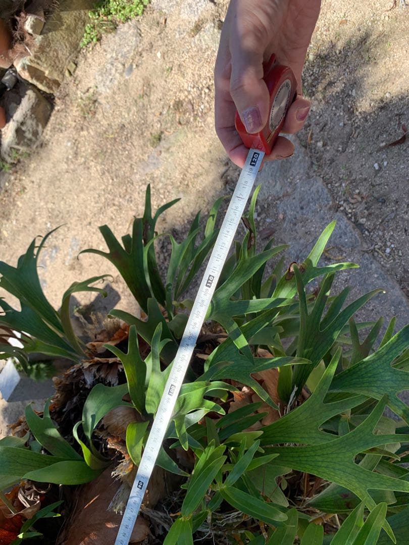 はなはなはなこ