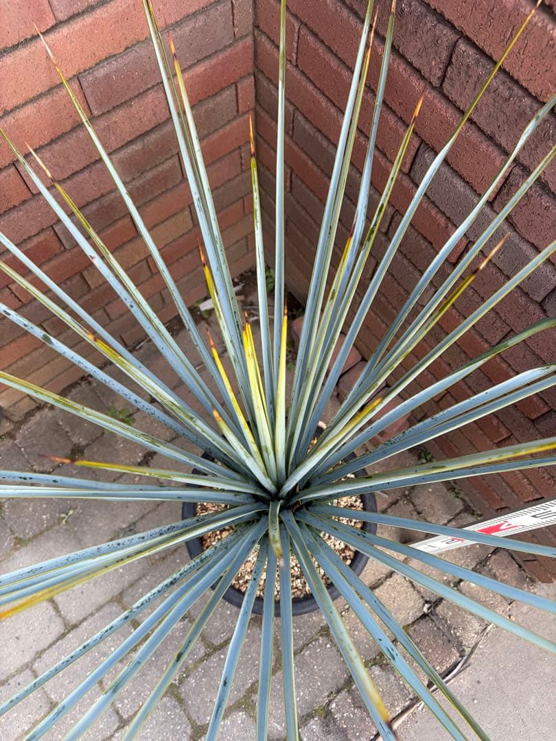 早いもの勝ち　ユッカ　リギダ　う