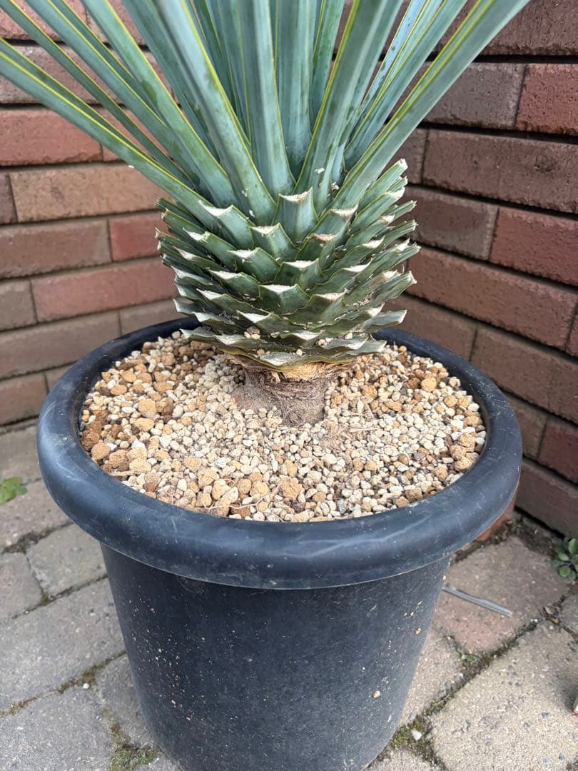 早いもの勝ち　ユッカ　リギダ　う