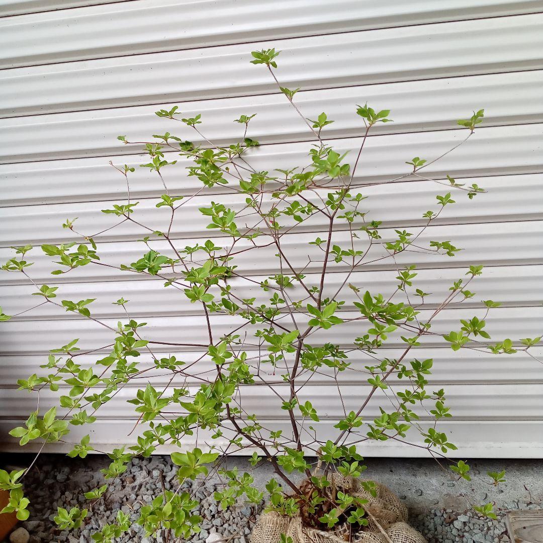 山ドウダンツツジ 山採り - メルカリ