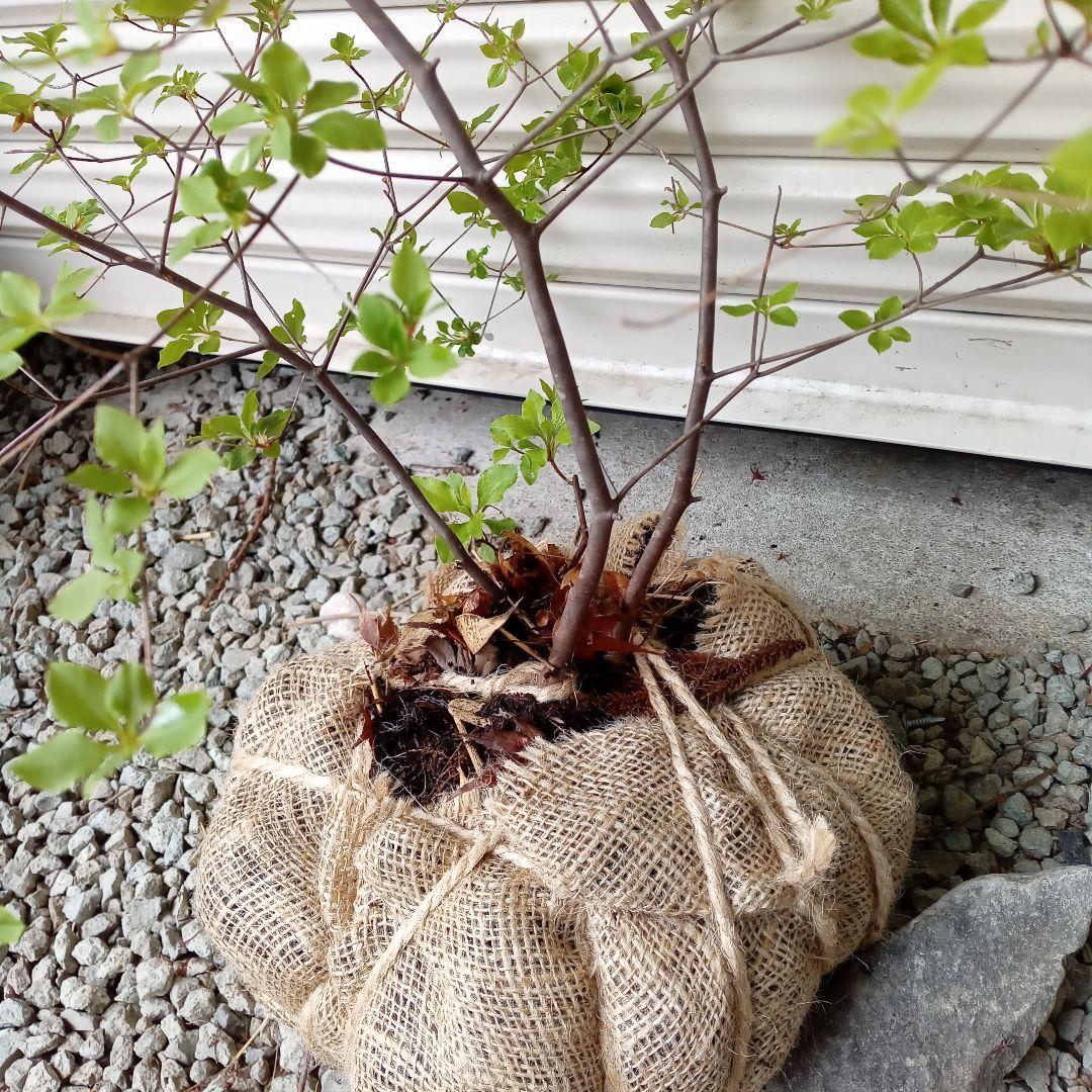 山ドウダンツツジ 山採り - メルカリ