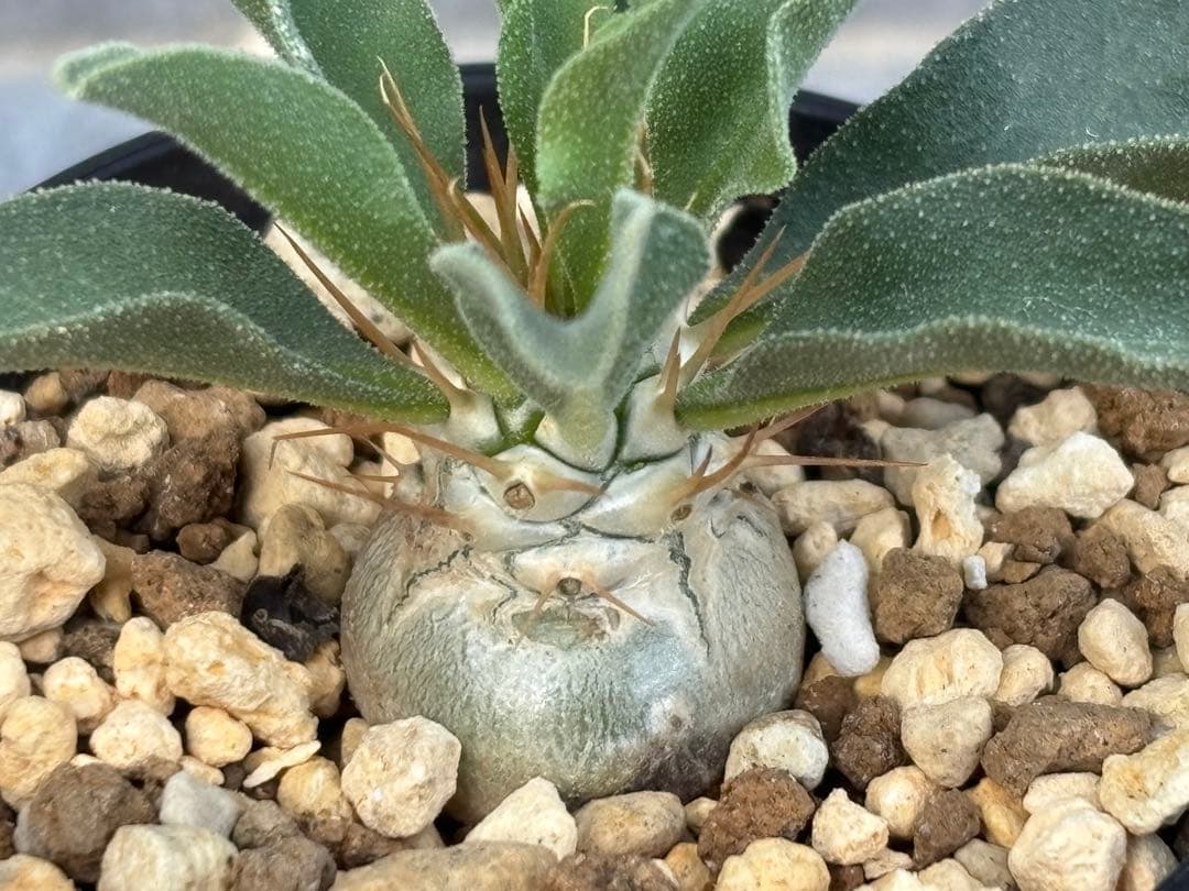 最終価格 実生 パキポディウム ナマクアナム 光堂 抜き苗