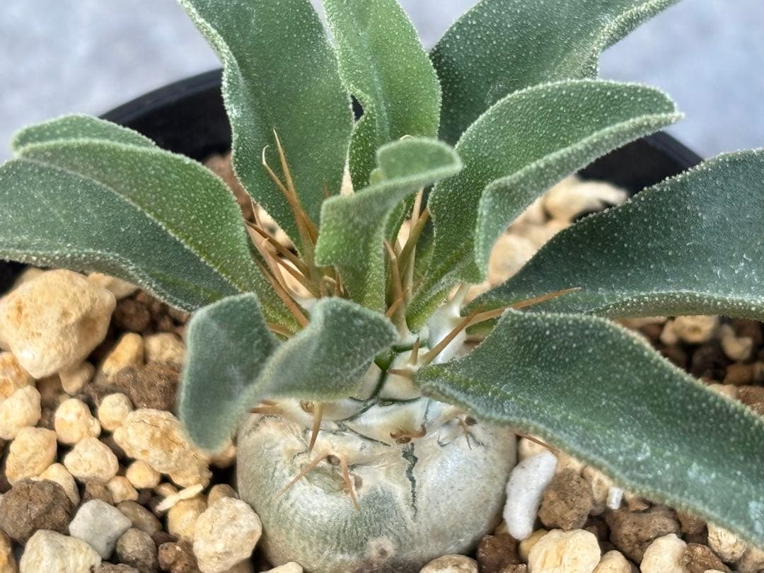 最終価格 実生 パキポディウム ナマクアナム 光堂 抜き苗