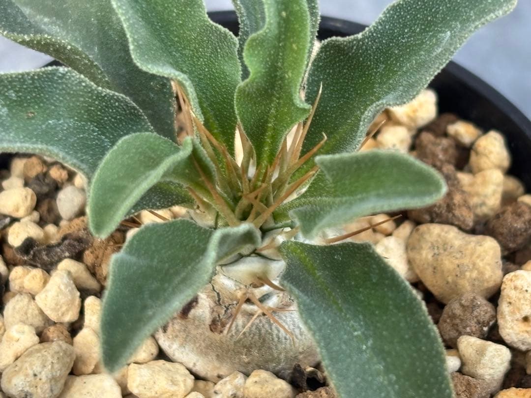 最終価格 実生 パキポディウム ナマクアナム 光堂 抜き苗