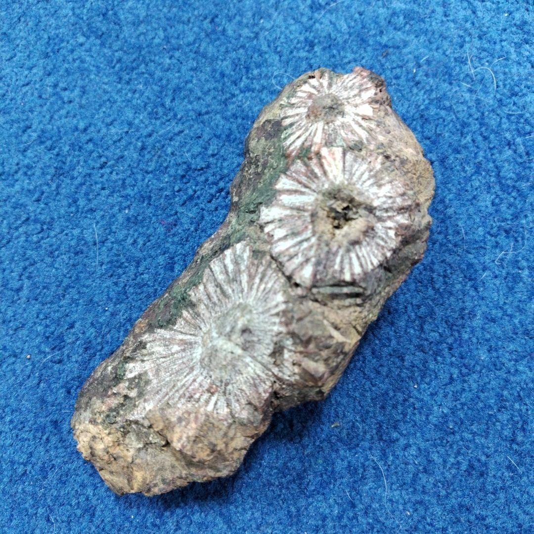 最終価格　菊花石　 天然石 鉱物 置物