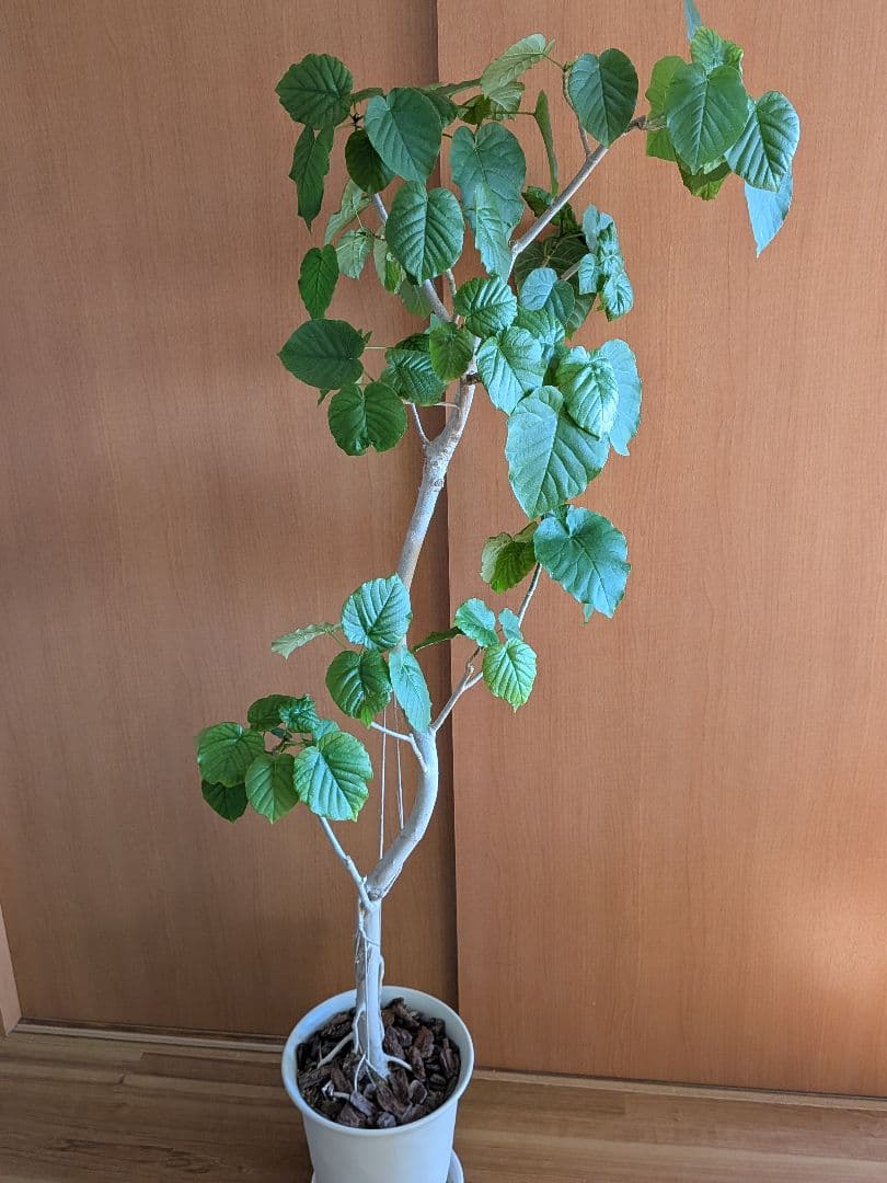 ウンベラータ　曲がり　大型　180cm