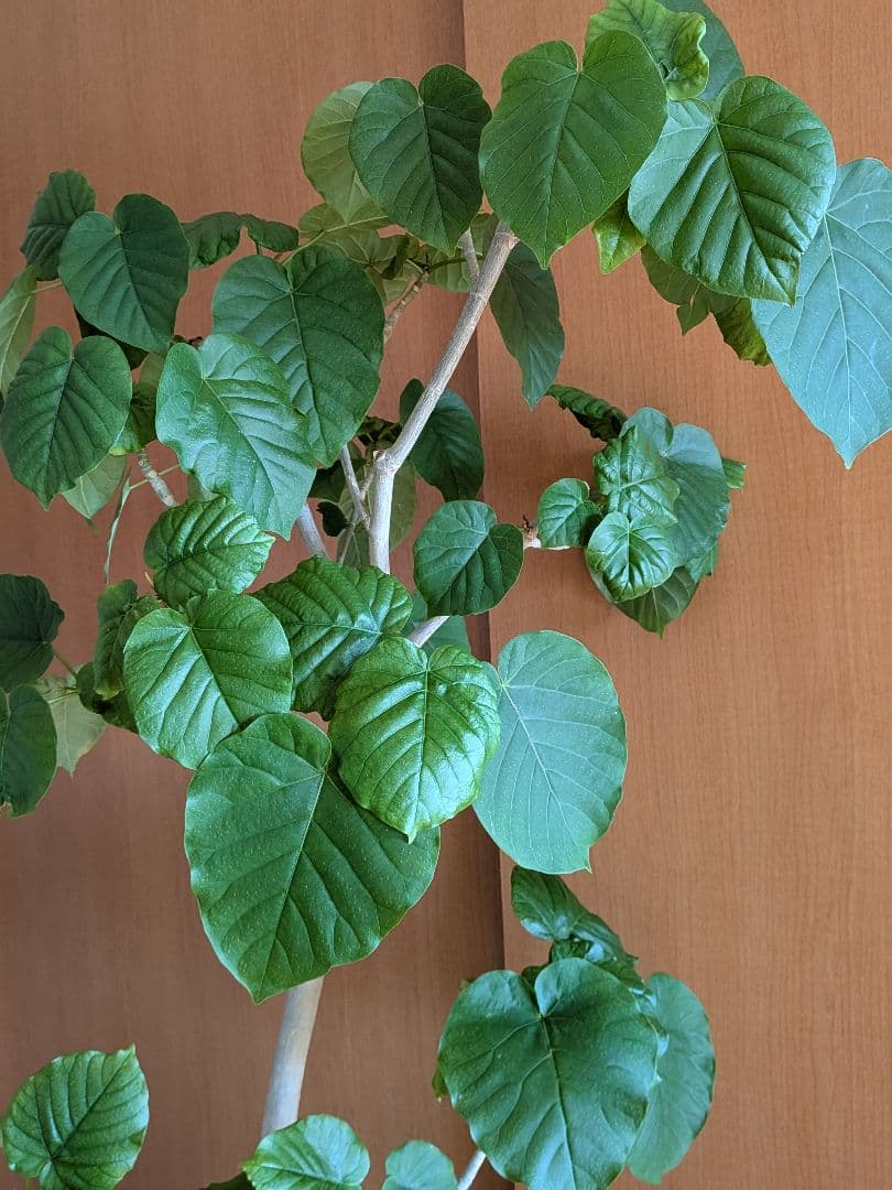 ウンベラータ　曲がり　大型　180cm