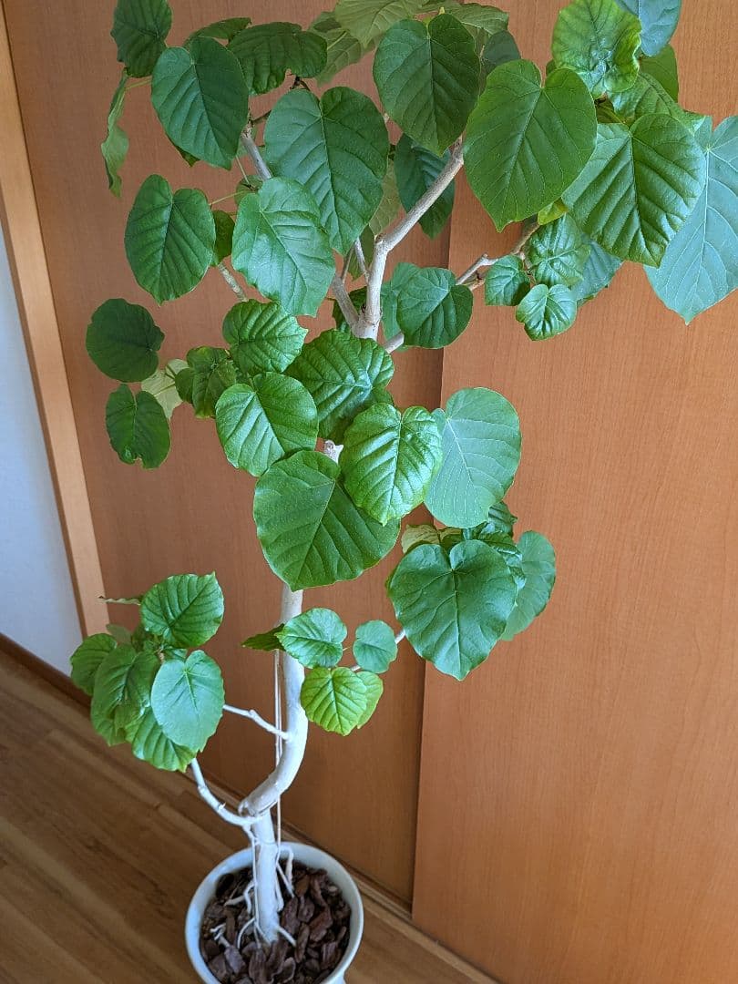 ウンベラータ　曲がり　大型　180cm