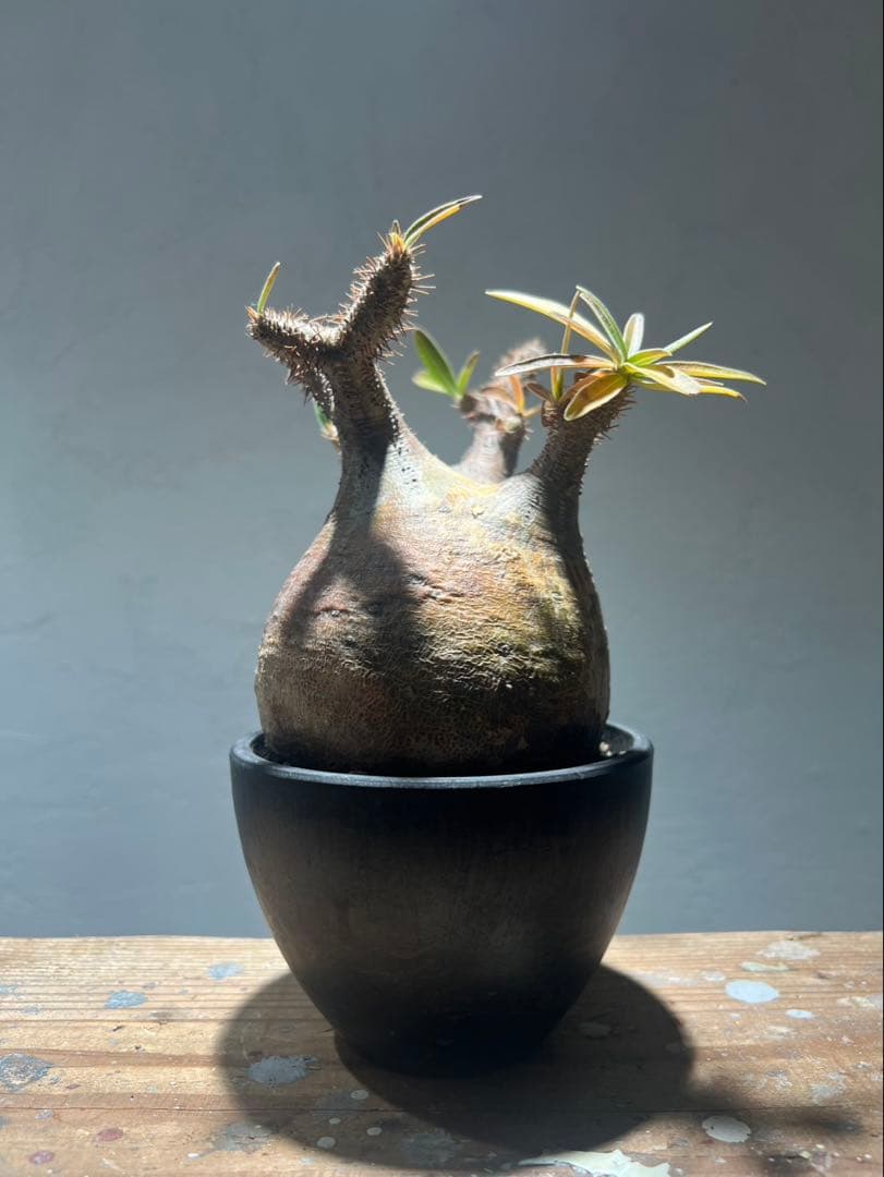 パキポディウム・グラキリス(現地球、発根済)