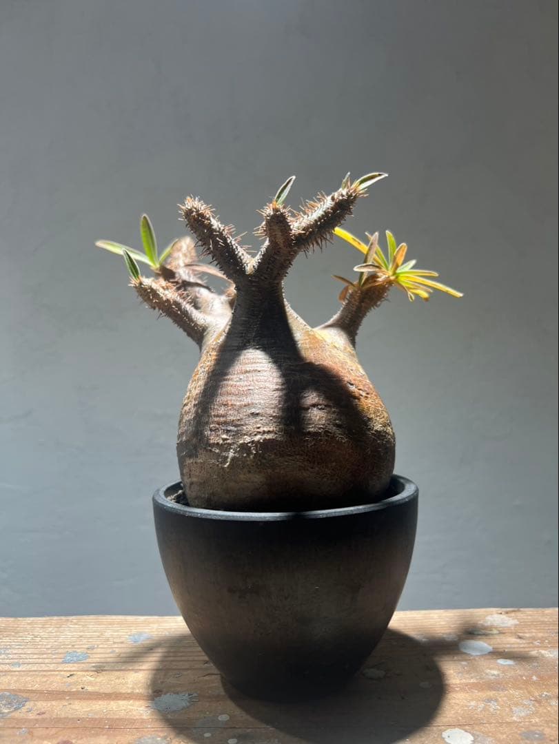 パキポディウム・グラキリス(現地球、発根済)