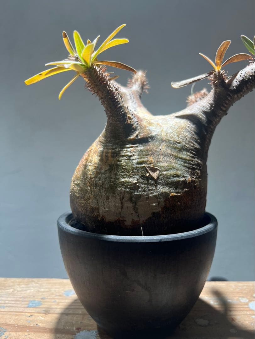 パキポディウム・グラキリス(現地球、発根済)