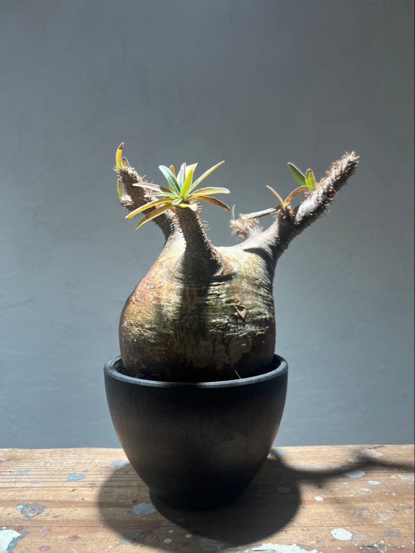 パキポディウム・グラキリス(現地球、発根済)