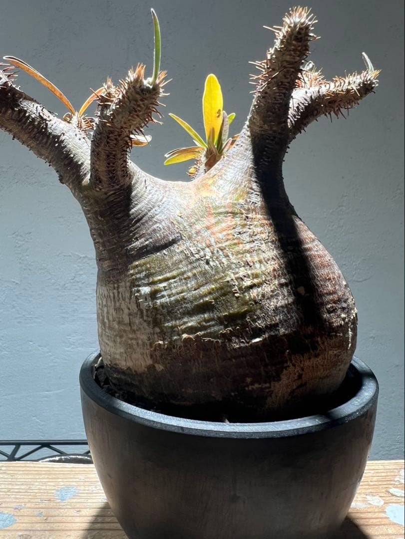 パキポディウム・グラキリス(現地球、発根済)