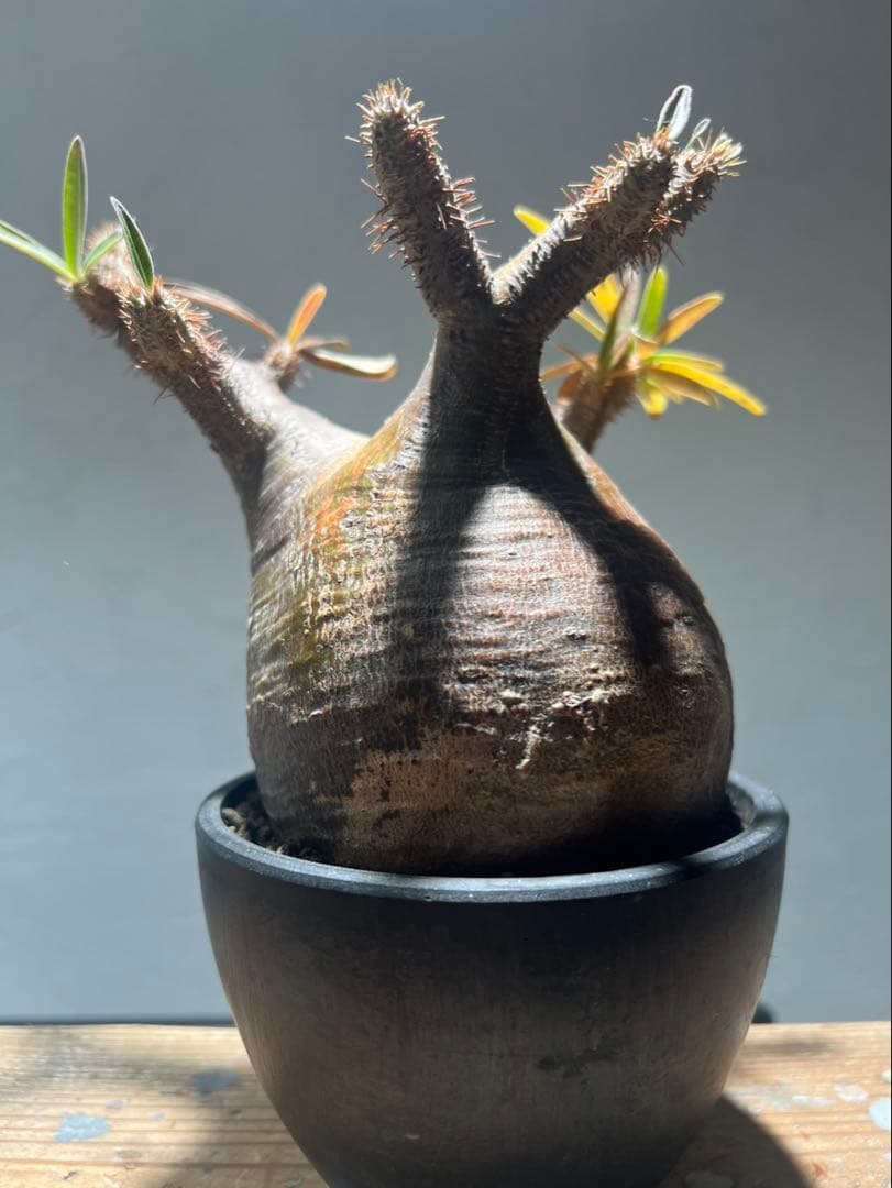 パキポディウム・グラキリス(現地球、発根済)