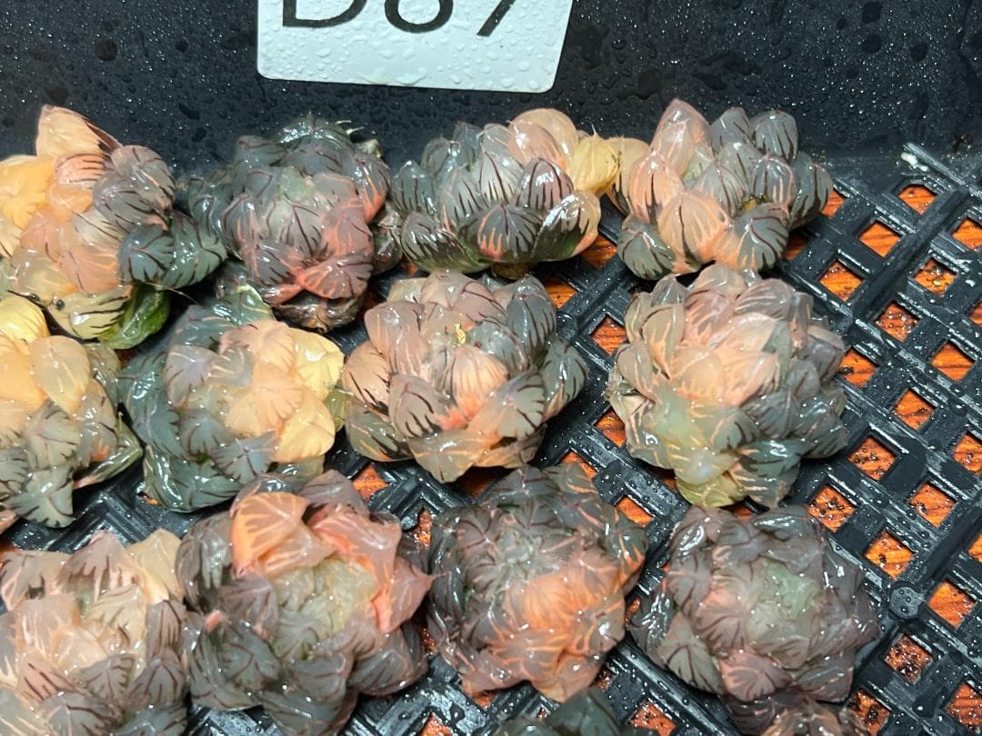 み*し様 多肉植物 ハオルチア オブツーサ錦 水中月錦 超美品 25株