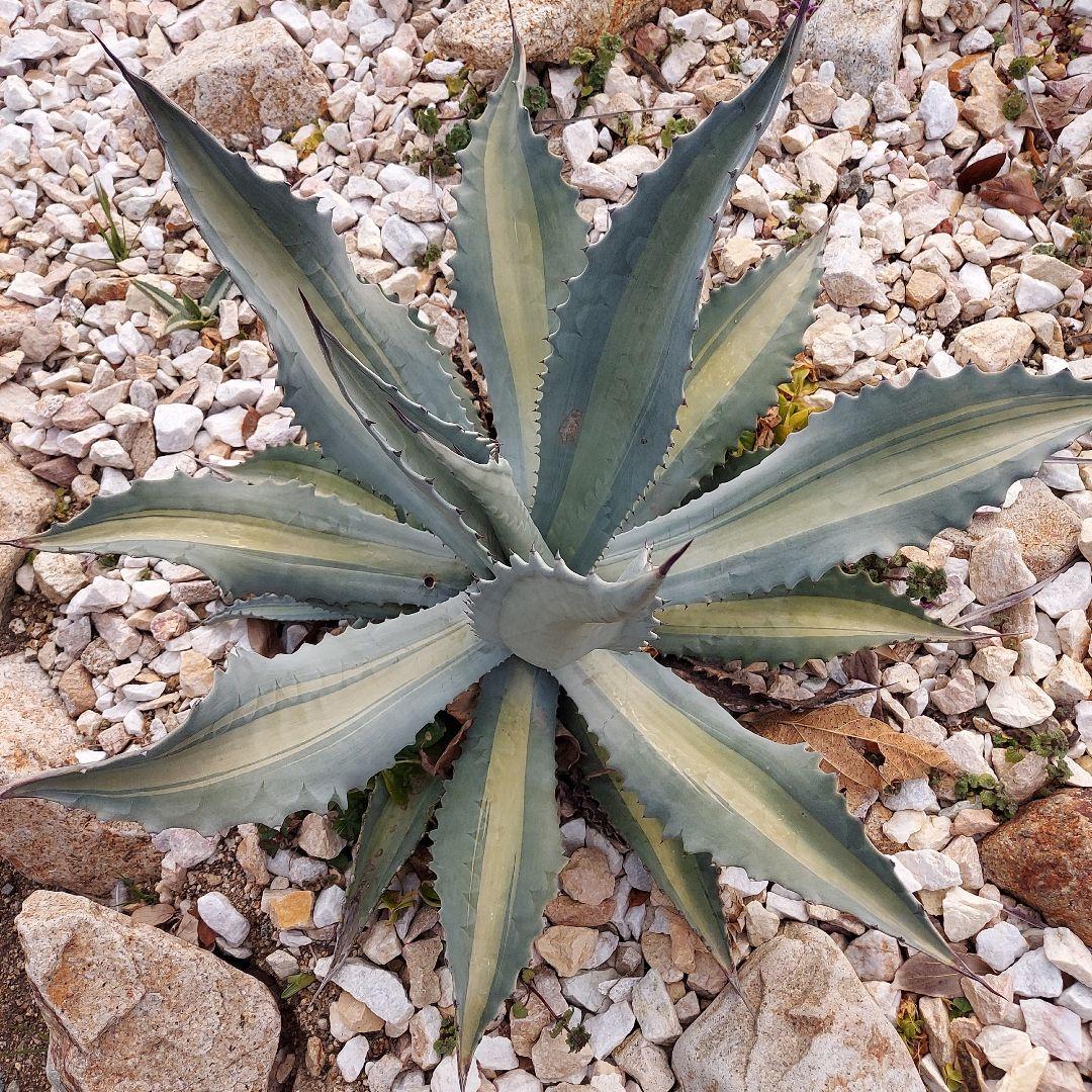 アガベ　アメリカーナ　エクスパンサパリーダ　耐寒性　初心者　大株　ドライガーデン
