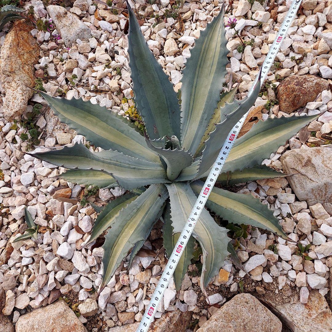 アガベ　アメリカーナ　エクスパンサパリーダ　耐寒性　初心者　大株　ドライガーデン