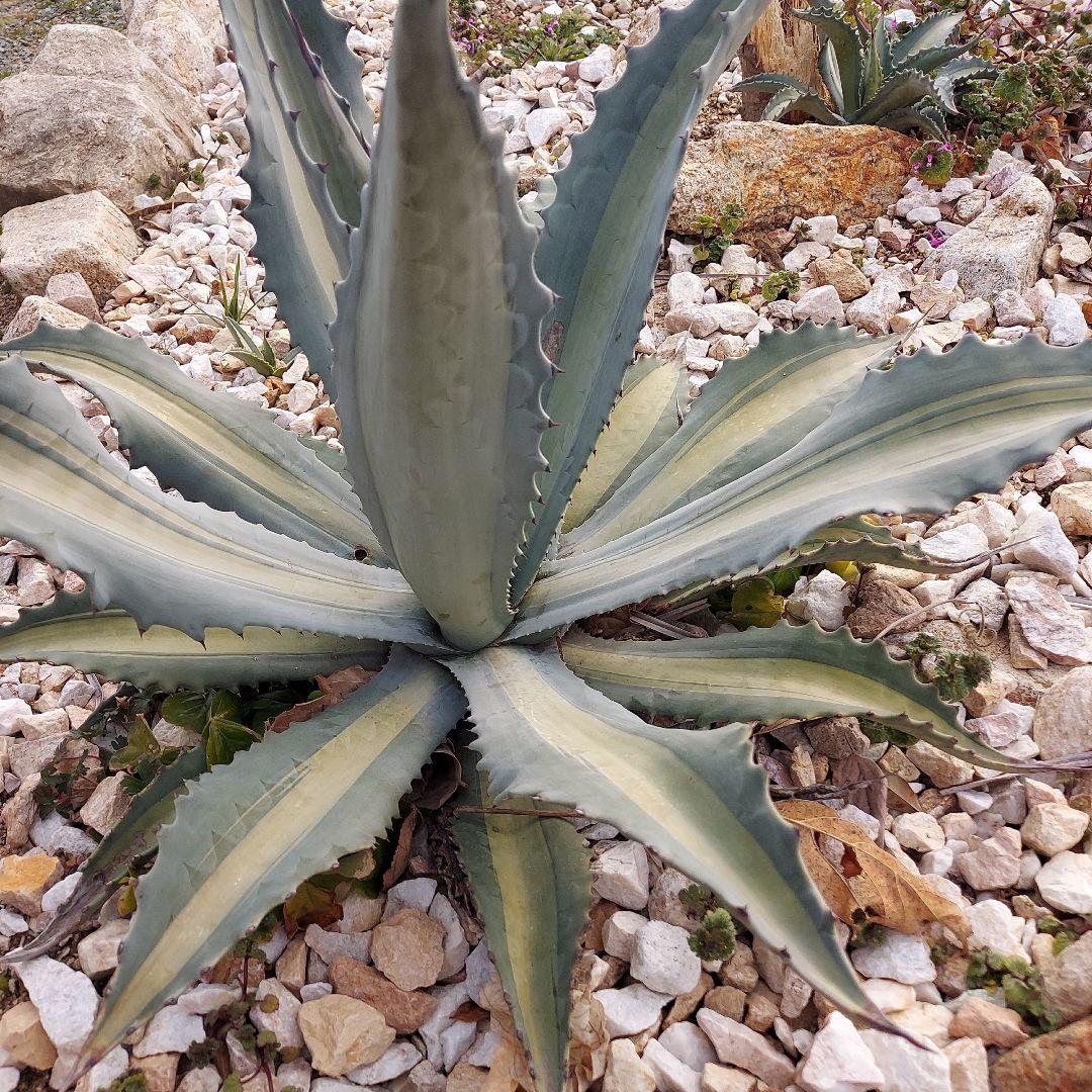 アガベ　アメリカーナ　エクスパンサパリーダ　耐寒性　初心者　大株　ドライガーデン