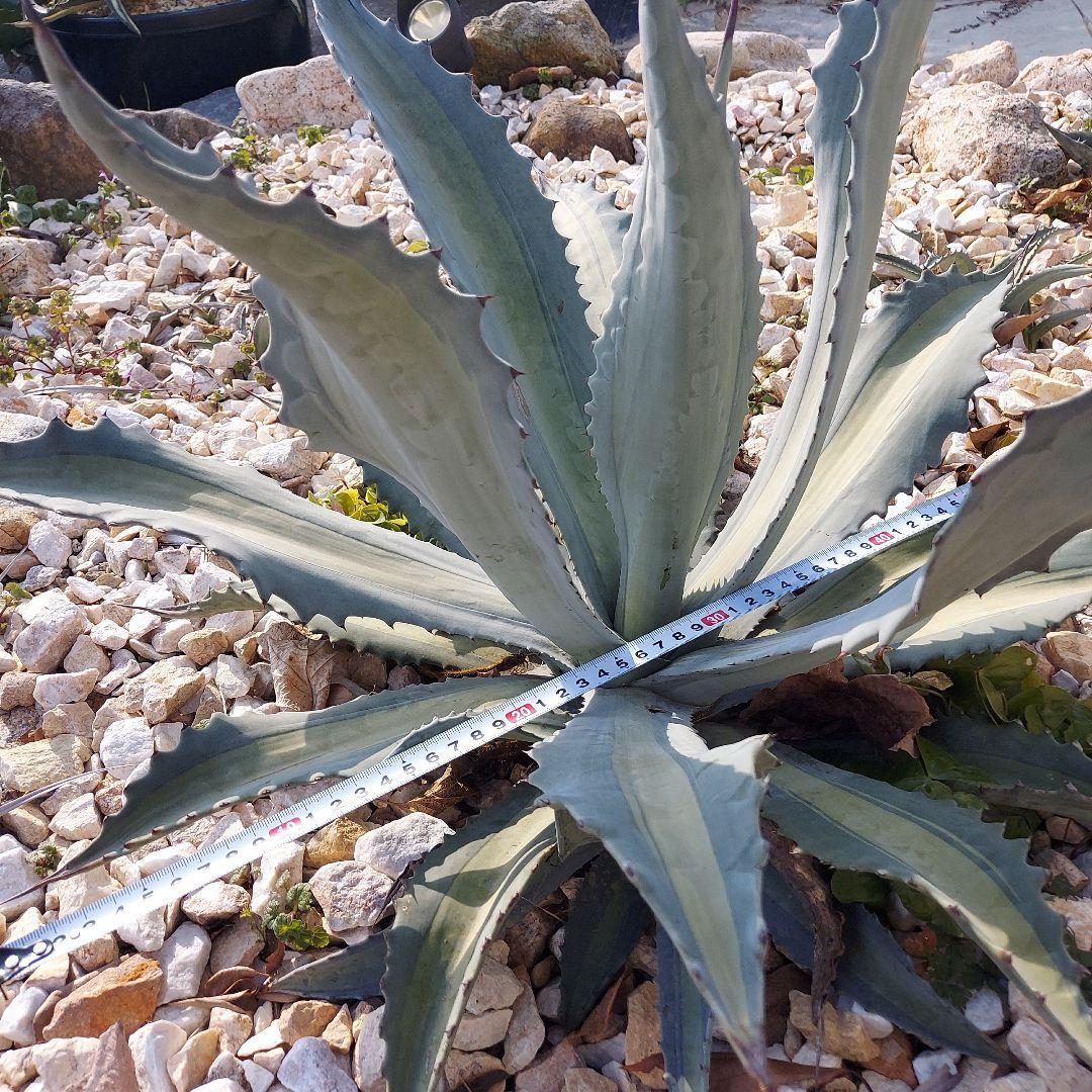 アガベ　アメリカーナ　エクスパンサパリーダ　耐寒性　初心者　大株　ドライガーデン