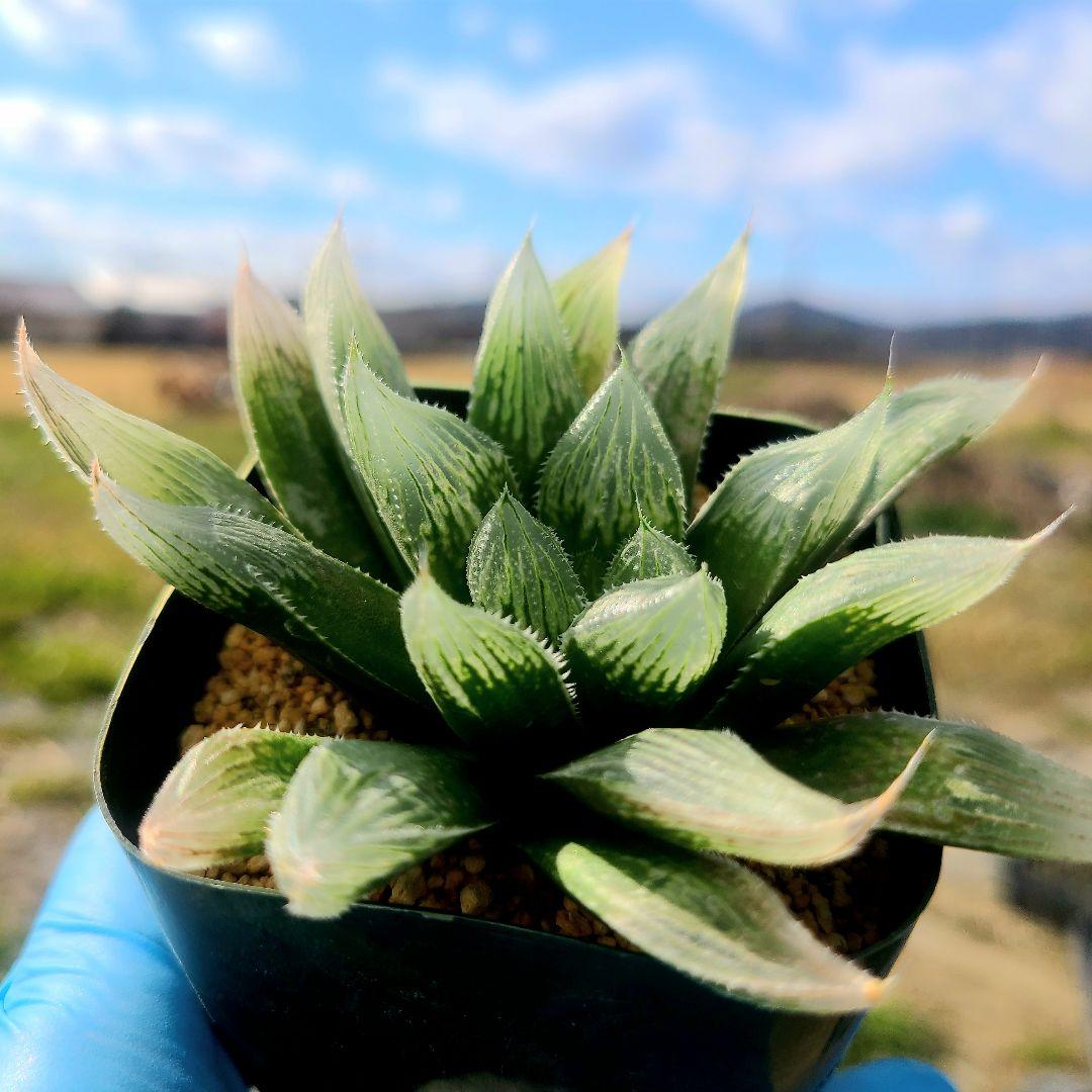 じ*む様 ナイルの一滴 実生 透明選抜 S2-001 ② 多肉植物 多肉植物 ハ