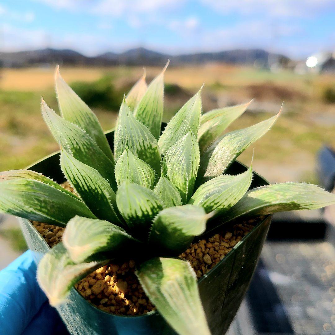 じ*む様 ナイルの一滴 実生 透明選抜 S2-001 ② 多肉植物 多肉植物 ハ