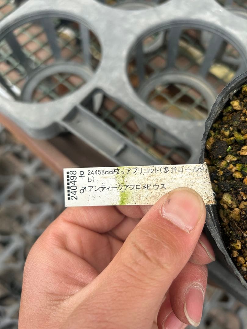 加藤農園 アンティークアフロディーテ クリスマスローズ同梱可能