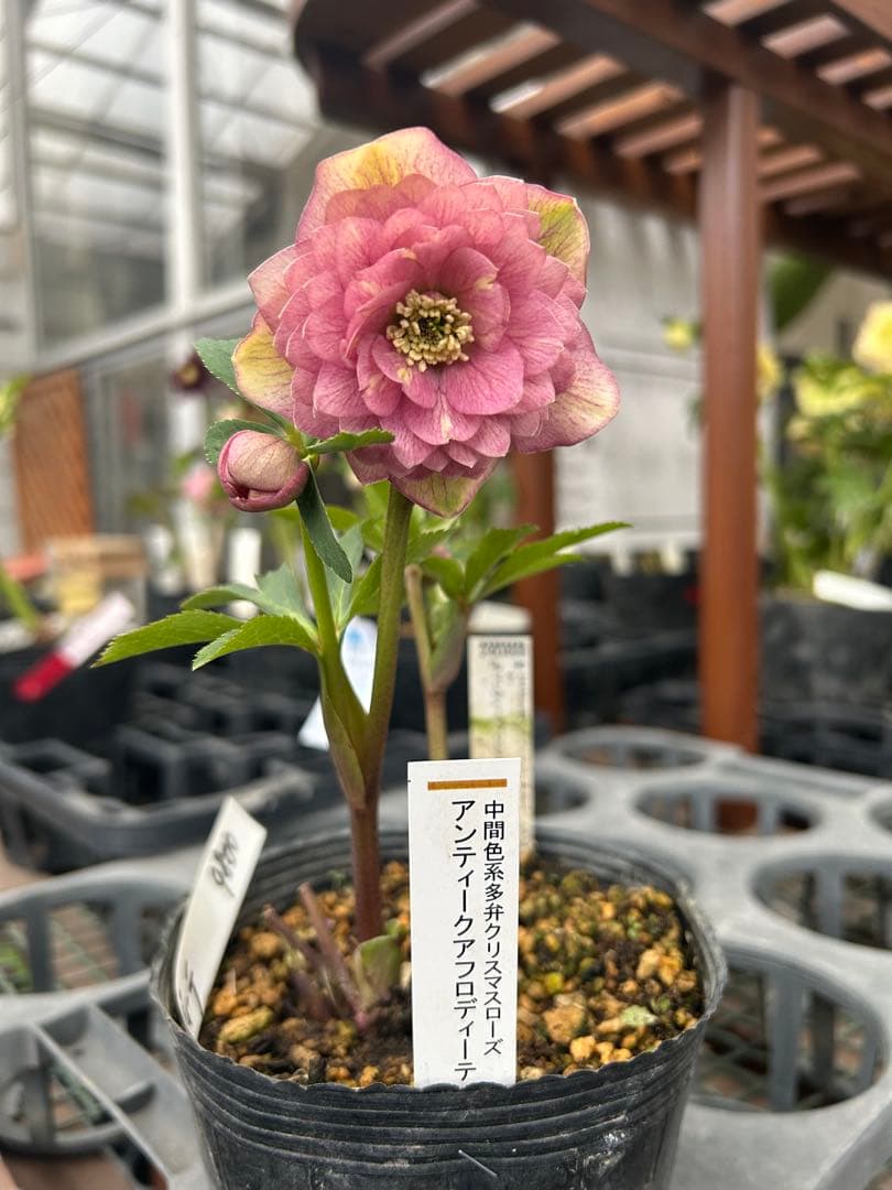 加藤農園 アンティークアフロディーテ クリスマスローズ同梱可能